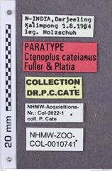 Etikette zu Ctenoplus cateianus (NHMW-ZOO-COL-0010741)